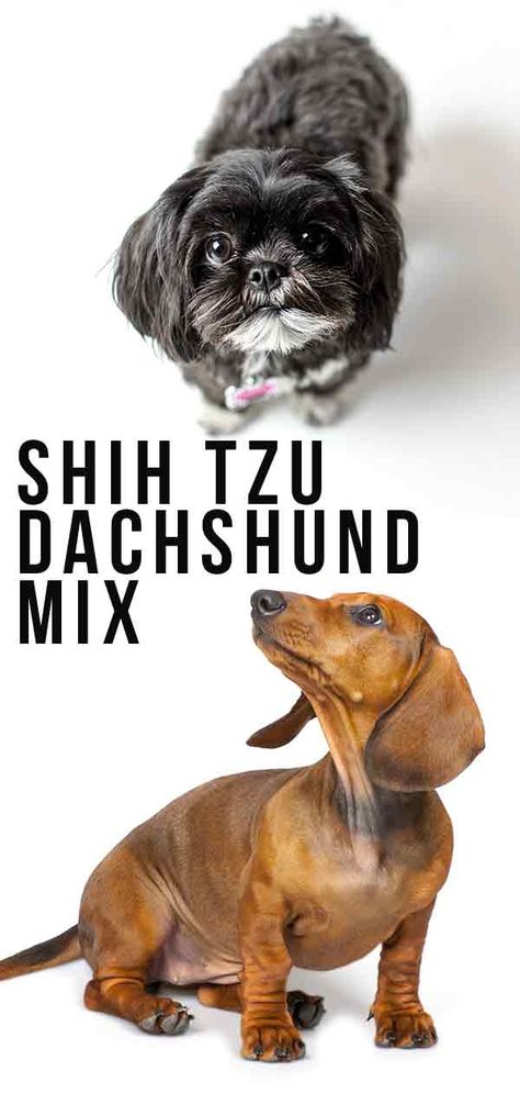 Shih Tzu Dachshund Mix – A Small Dog With A Big Personality Schweenie Dogs, Dachshund Mix Puppies, Types Of Puppies, Dachshund Breed, Big Personality, Shih Tzu Mix, Dachshund Mix, Weenie Dogs, Purebred Dogs