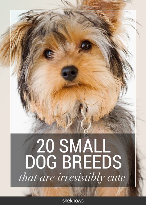 20 small dog breeds that are the cutest creatures on the planet. #puppies Cute Tiny Dogs, Dog Breeds Chart, Cutest Small Dog Breeds, Miniature Dog Breeds, Cavachon Dog, Big Buck, Cute Small Dogs, Dog Breeds List, Couscous Recipes