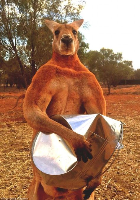 Roger lives in The Kangaroo Sanctuary Alice Springs in the Northern Territory and is seen ... Male Kangaroo, Black Jaguar White Tiger, Red Kangaroo, Northern Territory, Dundee, Animal Tattoos, Amazing Animals, 귀여운 동물, Animal Memes