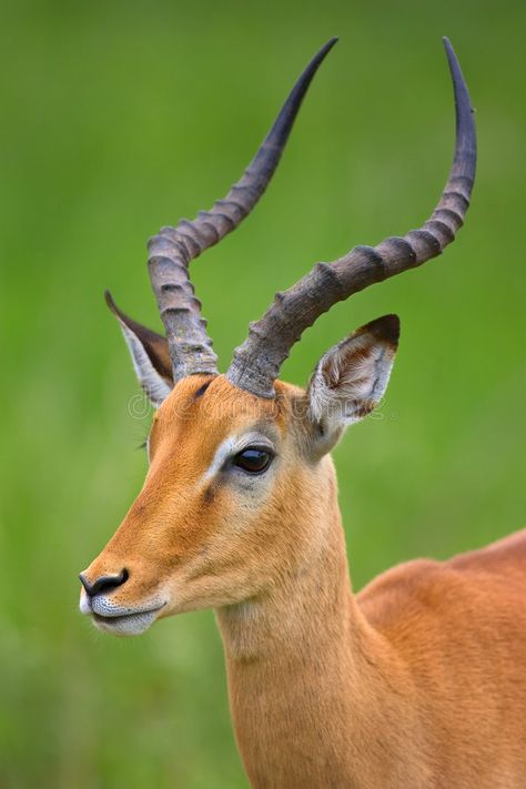 Impala. Close-up portrait of male Impala; Aepyceros melampus; South Africa , #Sponsored, #portrait, #male, #Impala, #Close, #South #ad Impala Animal, Watercolor Reference, Elephant Shrew, Portrait Male, African Antelope, Wild Animals Photography, Sculpting Tutorials, Africa Wildlife, Africa Animals