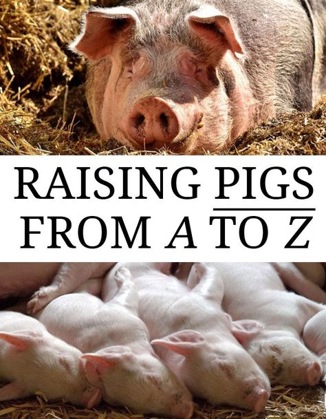 Raising Pigs from A to Z Pig Pins Ideas, Pig Pin Ideas, Pig Farming Ideas, Pig Pen Ideas, Hog Feeder, Pig Raising, Pig Enclosure, Pig Rearing, Pastured Pigs