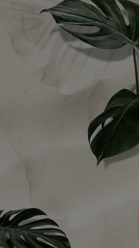 Minimalist Plant Wallpaper, Plants Iphone Wallpaper, Iphone Wallpaper Plants, Dark Green Aesthetic, Flower Iphone Wallpaper, Whatsapp Wallpaper, Plant Wallpaper, Plant Aesthetic, Apple Watch Wallpaper