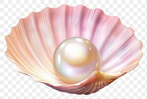 Pearl Illustration, Pearl Png, Pearl Seashell, Seashell Jewelry, Free Png, Free Image, Free Images, Sea Shells, Shells