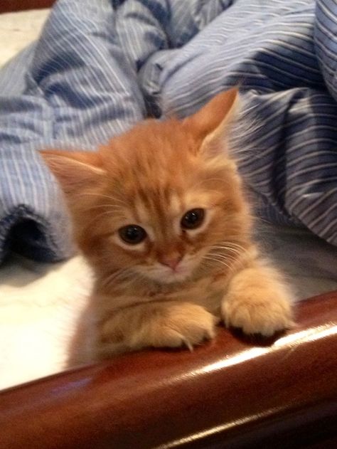 My kitten! Tiny Kittens, Ragdoll Kittens For Sale, Orange Kitten, Ragdoll Kittens, Kittens For Sale, Tiny Kitten, Ragdoll Kitten, Orange Tabby Cats, Cute Cats Photos