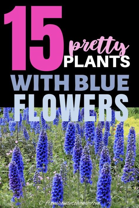 Blue Flowering Plants, Blue Flowers Garden, Virginia Bluebells, Full Sun Perennials, Spring Flowering Bulbs, Hydrangea Not Blooming, Shade Perennials, Spring Plants, Evergreen Plants