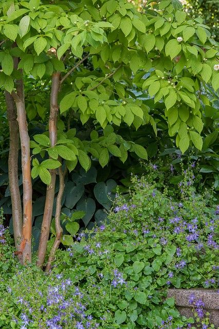 Stewartia pseudocamellia & Campanula portenschlagiana Stewartias produce camellia-like white single flowers in June and July, as seen here. They are also popular for their interesting bark. Campanula portenschlagiana is good for stabilizing steep slopes, but can be invasive and overgrowing other plants. From our garden. Stewartia Pseudocamellia, Campanula Portenschlagiana, Single Flowers, And July, Single Flower, Front Garden, Herbs, Canning, Plants