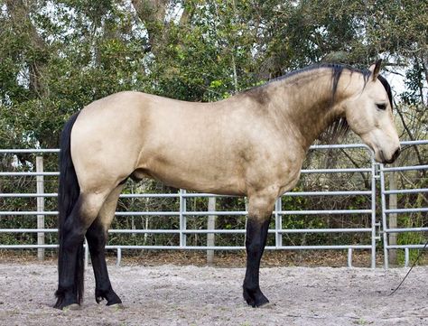 Buckskin Friesian Mix! Perfect combo Appaloosa Sport Horse, Horse Poses, Buckskin Horse, Dream Horse, Horse Boarding, Friesian Horse, Horse World, All About Horses, Beautiful Horse