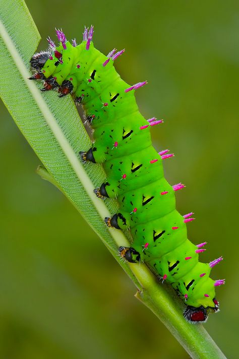 Antherina Suraka, Caterpillar Insect, Silk Moth, Cool Insects, Moth Caterpillar, Cool Bugs, Butterfly House, Beautiful Bugs, Arthropods