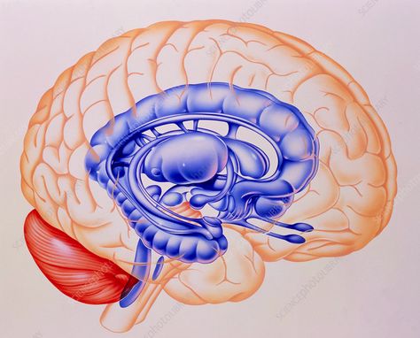 Illustration of the limbic system of the brain - Stock Image - P330/0151 - Science Photo Library Limbic System Brain, Aesthetic Brain, Human Brain Diagram, Abc Illustration, Brain Diagram, Brain Vector, Anatomy Images, Brain Illustration, Systems Art