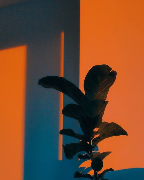 Aesthetic pictures ;) - ➿Orange➿ - Wattpad Photography Collection, Orange Aesthetic, Cinematic Photography, Aesthetic Colors, Aesthetic Photo, Aesthetic Photography, Light And Shadow, Golden Hour, Wall Collage