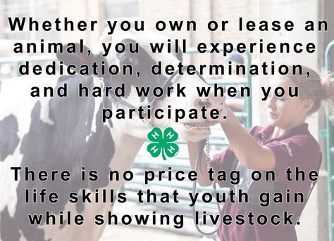 "There is no price tag on the life skills that youth gain while showing livestock." Minnesota 4-H: http://shout.lt/bqfqr 4-h Sayings, Showing Livestock Quotes, Cows Quotes, Showing Pigs, Goat Showing, Cattle Showing, Livestock Quotes, Livestock Showing, Cow Quotes