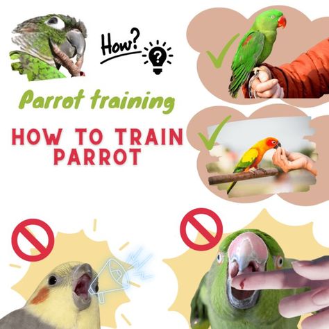 Parrot training Parrot Training, African Grey, How To Train, How To Train Your, Parrot, Train, Education