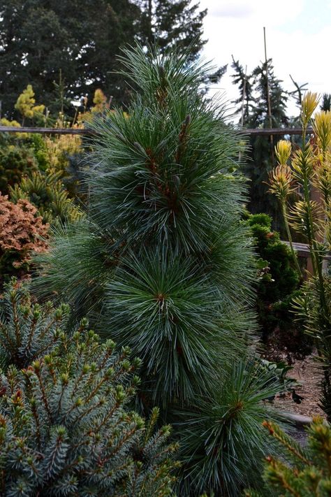 Trees Nursery, Conifers Garden, Traditional Nursery, White Pine Tree, Conifer Trees, Tree Nursery, Tall Plants, Garden Photos, Green Garden