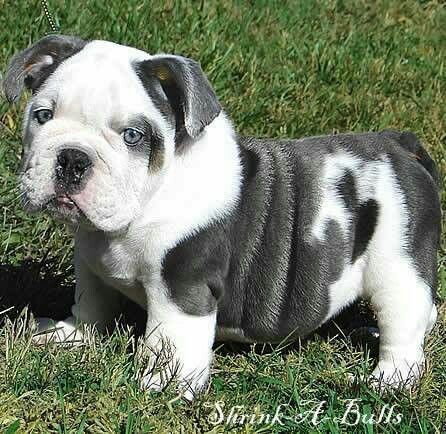 grey and white English bulldog pup Blue English Bulldogs, Akita Dog, English Bulldog Puppies, Bull Dogs, English Bulldogs, English Bull, Bulldog Puppies, Cute Creatures, Newfoundland