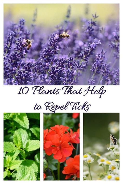 Get Rid Of Ticks, Natural Tick Repellent, Plants That Repel Bugs, Lavender Plants, Mosquito Repelling Plants, Bees And Wasps, Dry Creek, Garden Pests, Lawn And Garden