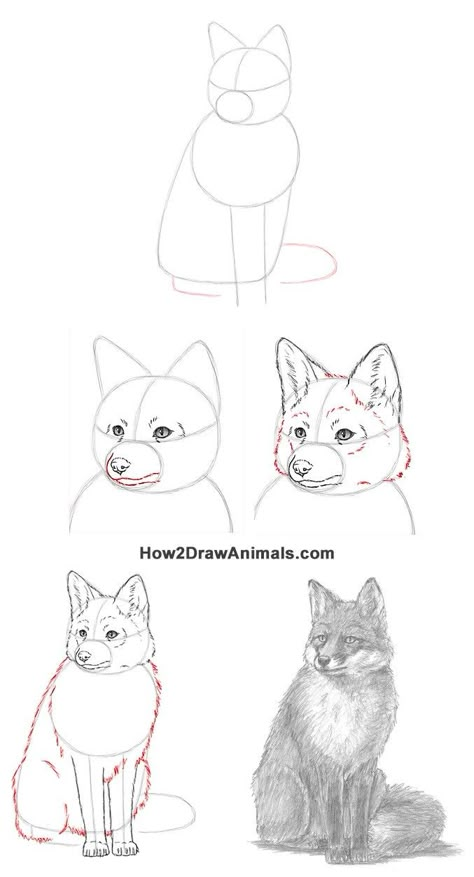 Cats Drawing Reference, Cat Drawing Realistic, Drawing Reference Cat, Drawing Tutorial Cat, Cat Eye Drawing, Cat Drawing Sketches, Cat Hand Drawing, Fox Sketch, Fox Sitting