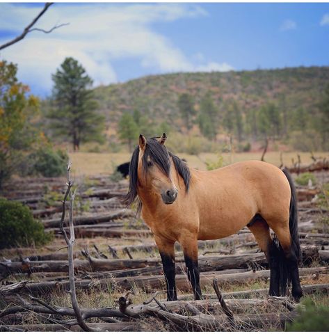 Mustang Makeover, Kiger Mustang, Farm Pets, Love In Life, Mustang Horse, Horse Coats, 1st Love, Horse Wallpaper, Quarter Horses