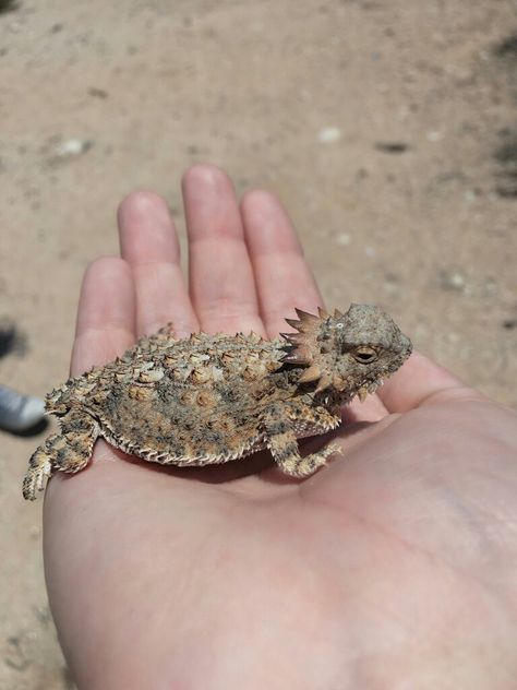 WE NAMED HIM RHETT.  #GMM #hornytoad #cute #caughtwithBFF #Tucson #AZ Toad Drawing, Scott Core, Lizard Astethic, Sonoran Desert Toad, Small Lizard, Thorny Dragon Lizard, Horned Toad, Texas Horned Lizard, Lizard Species