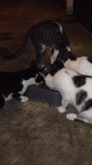 Night time feeding Feeding Stray Cats, Cats At Night, Stray Cats, Cat Feeding, Cat 2, Stray Cat, 2024 Vision, Stray Dog, Night Time