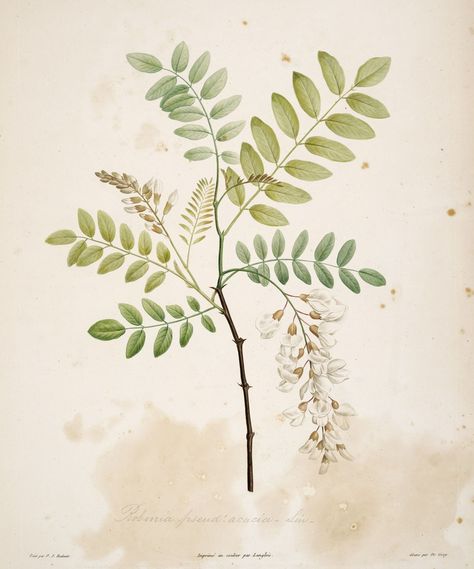 Robinier faux-acacia -- Robinia pseudoacacia. Gravure botanique de Rousseau. Tatto Sleeve, Robinia Pseudoacacia, Acacia Tree, Illustration Botanique, Wedding Clipart, Digital Flowers, Flower Illustration, Wisteria, Botanical Illustration