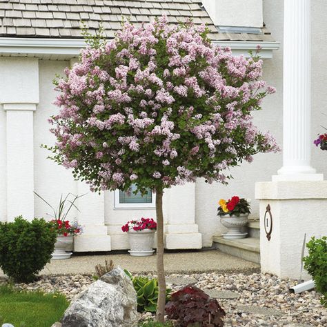 Front Yard Garden Landscaping, Korean Lilac Tree, Bedroom Whimsical, Korean Lilac, Fence Flowers, Trees For Front Yard, Garden Landscaping Ideas, Front Yard Decor, Bushes And Shrubs