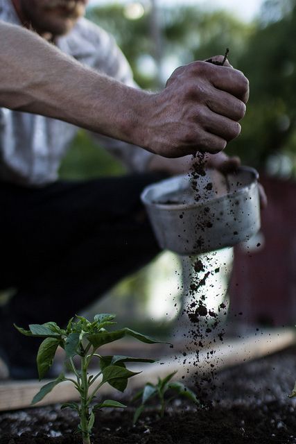 {homestead} Veggies Garden, Gardening Photography, Garden Photography, Planting Vegetables, Organic Farming, Gardening For Beginners, Blue Mountain, Kitchen Garden, Permaculture