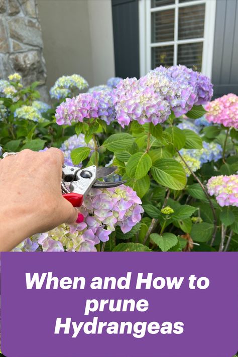 Learn when and how to prune hydrangeas. The various hydrangea varieties exhibit different growth habits and bloom on new wood or old wood, making it essential to understand the unique requirements of each type. How To Prune Hydrangeas, Pruning Hydrangeas Fall, Prune Hydrangeas When To, Trimming Hydrangeas, Growing Hydrangeas From Clippings, Why Hydrangeas Don't Bloom, When To Prune Lace Cap Hydrangea, Incrediball Hydrangea, Hydrangea Potted