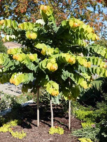 These award-winning plants perform like champions in the growing climate… Rising Sun Redbud Tree, Rising Sun Redbud, Flowers Fade, Trees For Front Yard, Northwest Landscaping, When To Plant Vegetables, Redbud Tree, Red Bud, Live Oak Trees