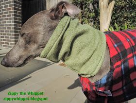 Fleece Dog Snood Pattern, Dog Snood Pattern Sewing, Dog Snood Pattern, Diy Snood, Italian Whippet, Greyhounds Clothes, Dog Log, Snood Pattern, Whippet Collar