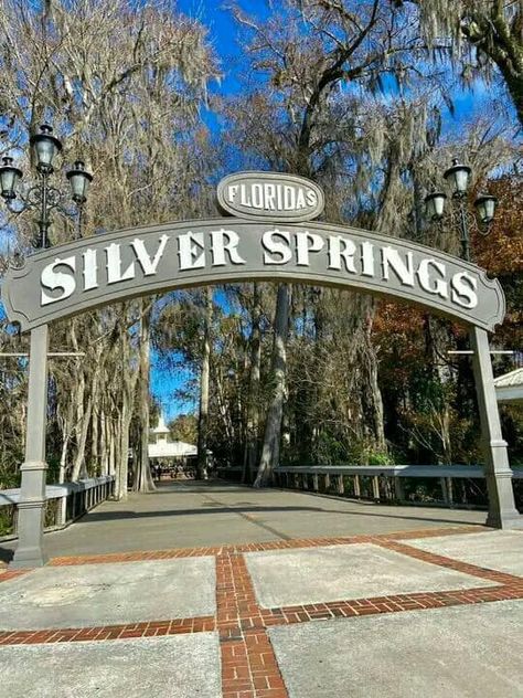 Lake and Sumter Style Magazine Disney Florida, Glass Bottom Boat, Silver Springs, Manatees, Tampa Florida, Florida Travel, State Park, Fashion Magazine, Perfect Place