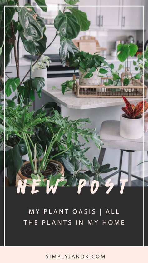 My Plant Oasis | All the Plants in My Home - Simply J & K Too Many Plants, Dracaena Plant, Black Thumb, My Plant, Fiddle Leaf Fig Tree, Indoor Plant Care, Aloe Plant, Plants Decor, Indoor Jungle