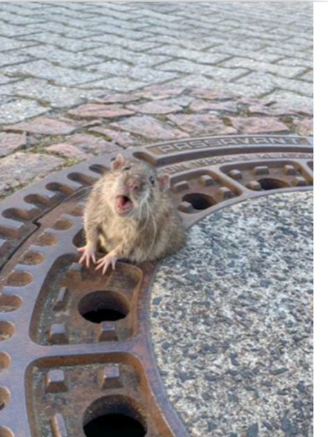 Sewer Grate, Sewer Rat, Fat Rat, Female Firefighter Quotes, Firefighter Quotes Funny, Firefighter Love, Cute Rats, Interesting Animals, Fire Brigade