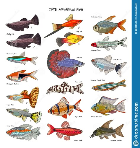 Hand Drawn Vector Set Of Cute Aquarium Fish Stock Vector - Illustration of cartoon, fresh: 220606134 Fish Species Chart, Tetra Fish Drawing, Aquarium Fish Drawing, Fish Tank Drawing, Cute Aquarium, Platy Fish, Fish Chart, Tiger Fish, Fish Cute