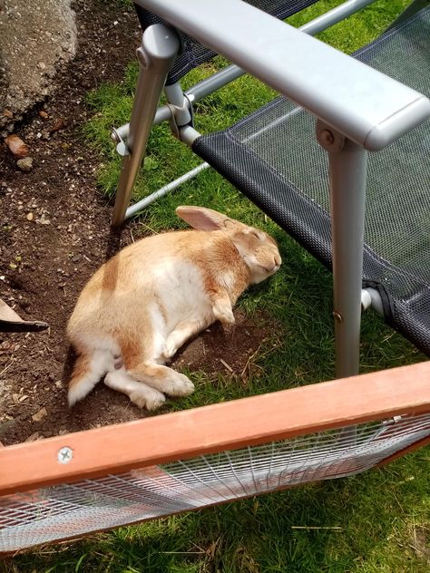 he may look dead but he is simply very relaxed #rabbit #rabbits #rodent #pet Dead Rabbit, Rodents, Rabbits, Pet, Ceramics, Photography