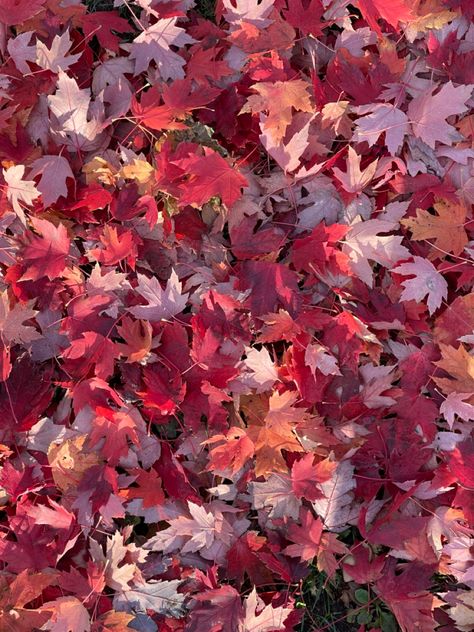 Red fall leaves. #fall #leaves #autumn #canada Red Fall Asthetic, Red Fall Background, Fall Red Aesthetic, Red Fall Backgrounds, Red Leaves Aesthetic, Red Autumn Aesthetic, Red Fall Aesthetic, Red Astethics, Red Scenery