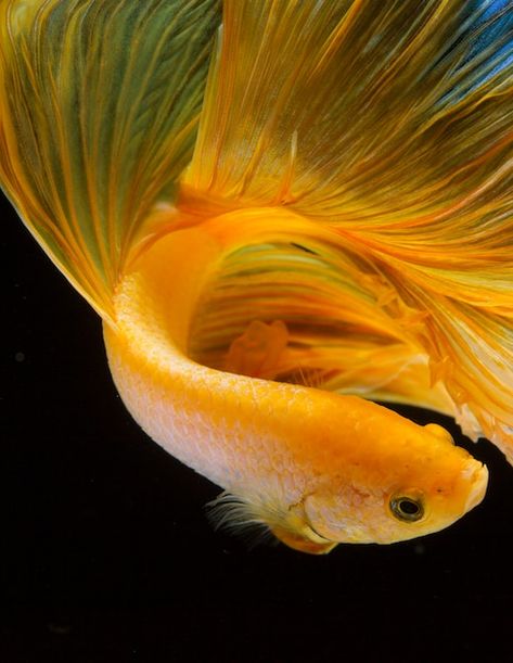 Close up of yellow betta fish on black | Premium Photo #Freepik #photo #fish #animal-skin #animal-set #animals Yellow Betta Fish, Fish Photos, Fish Animal, A Level Textiles, Goldfish Bowl, Yellow Fish, Animal Skin, Betta Fish, Goldfish