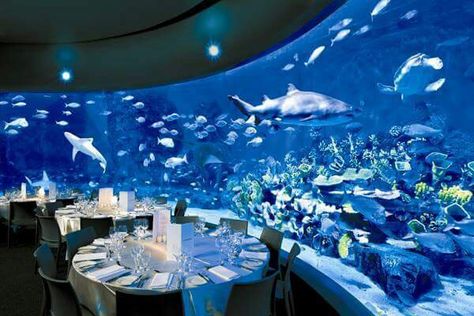 Aquarium Wedding Reception, Melbourne Aquarium, Venue Birthday, Underwater Wedding, Aquarium Wedding, Sea Wedding, Ocean Wedding, Water Wedding, Melbourne Wedding