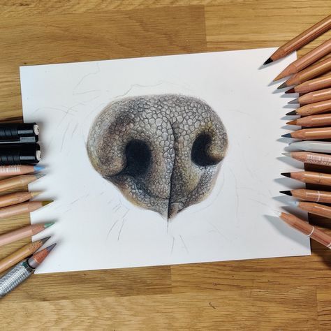 Dogs Nose Drawing, How To Draw A Dog Nose, Dog Pencil Drawings Step By Step, Colored Pencil Tutorial Step By Step, Dog Nose Drawing, Realistic Dog Drawing, Color Pencil Art Realistic, Dog Sketching, Draw Dog