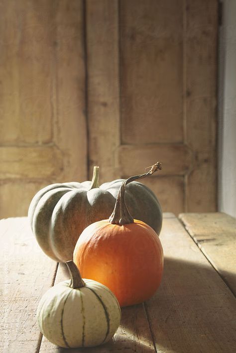 Gourds and pumpkin on old wooden table Pumpkin Photography, Autumn Farm, Pumpkin Photos, Green Pumpkin, Still Life Photos, Pumpkin Art, Happy Fall Y'all, Autumn Beauty, Fruit And Veg