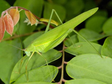 10 Spiritual Meanings of Katydid, Symbolism & Superstition | What Spiritual Mystical World, Spiritual Meaning, Spirit Guides, Spiritual Awakening, Spiritual Growth, Trust Yourself, Meant To Be, Spirituality, 10 Things