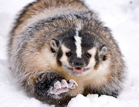 The badger is the fastest digging animal on earth, and the strongest for its size. An American badger in the midwest was observed digging through the asphalt surface of a parking lot. It took him less than two minutes to disappear completely! American Badger, Funny Animal Faces, Wild Kingdom, Dangerous Animals, Honey Badger, Animal Faces, Animal Photo, Exotic Pets, Wild Animals