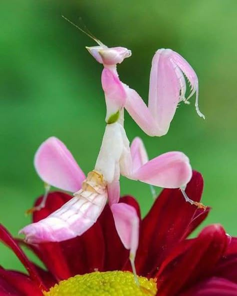 Mantis Tattoo, Orchid Mantis, Insect Photography, Beautiful Insects, Cool Bugs, A Bug's Life, Beautiful Bugs, Praying Mantis, Pink Orchids