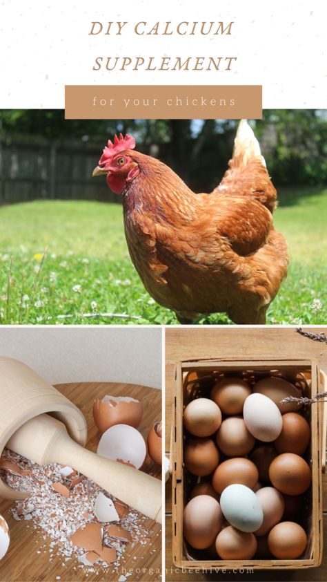 How To Prepare Eggshells For Chickens To Eat Eggshells For Chickens, Homestead Animals, Chicken Diet, Chicken Coop Run, Chicken Eating, Egg Production, Calcium Supplements, Potato Masher, Chicken Feed