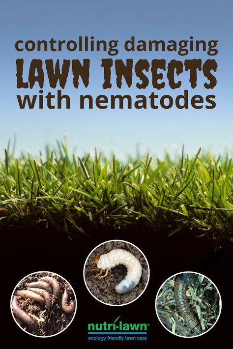 Whether it's minor plant damage or major turf damage from digging animals, a timely nematode application can help you avoid costly repairs.  Click to learn more about common lawn insects and the beneficial nematodes that can control them. Microscopic Images, Yard Care, Insect Control, Lawn Care, Ecology, Lawn, Insects, Herbs, Plants