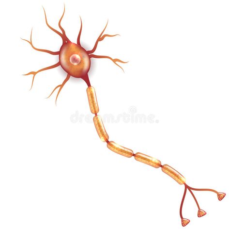 Neuron. Nerve cell that is the main part of the nervous system. Isolated on a wh , #sponsored, #main, #part, #cell, #Neuron, #Nerve #ad Basic Anatomy, Nerve Cells, Basic Anatomy And Physiology, Nerve Cell, Small Tattoos For Guys, The Nervous System, Anatomy And Physiology, Background Illustration, Nerve