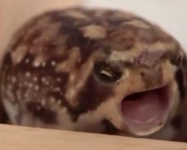 @natureinmemes Instagram Frog Tongue Sticking Out, Frog With Tongue Out, Frogs Yawning, Frog Yawn, Dessert Rain Frog, Frog Screaming, Desert Frog, Animals Yawning, Angry Frog