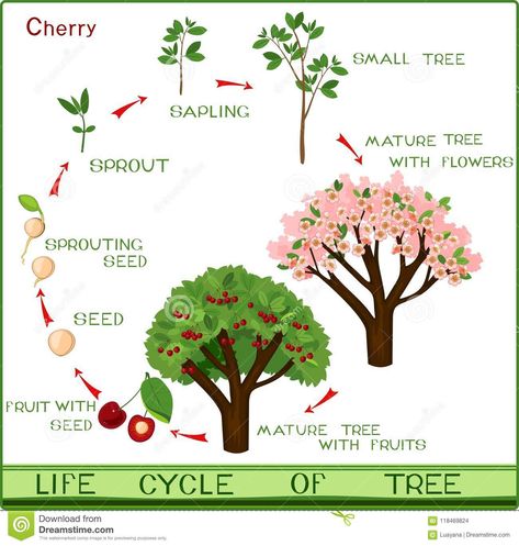 Illustration about Life cycle of cherry tree with captions. Plant growing from seed to cherry-tree. Illustration of life, flower, development - 118469824 Cherry Fruit Tree, Tree Life Cycle, Cashew Tree, Sprouting Seeds, Tree Of Life Art, Plant Life Cycle, Arbour Day, Tree Seeds, Growing Seeds