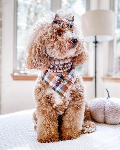 GIGI’S, LLC / Dog accessories on Instagram: "Do you have a Plaid Fever yet? Nothing feels better than wearing the perfect plaid outfit and accessories!! Halo is wearing Plaid Fever bandana and bow. Necklaces: Silky Mauve Skinny, Allure Mauve& Pretty Mauve" Scrunch Dog Bandana, Goldendoodle With Bandana, Scrunchie Bandana For Dogs, Girly Dog Bandana, Girl Dog Bandana, Handmade Dog Accessories, Dog Bandana Pattern, Dog Accesories, Dog Bandanna