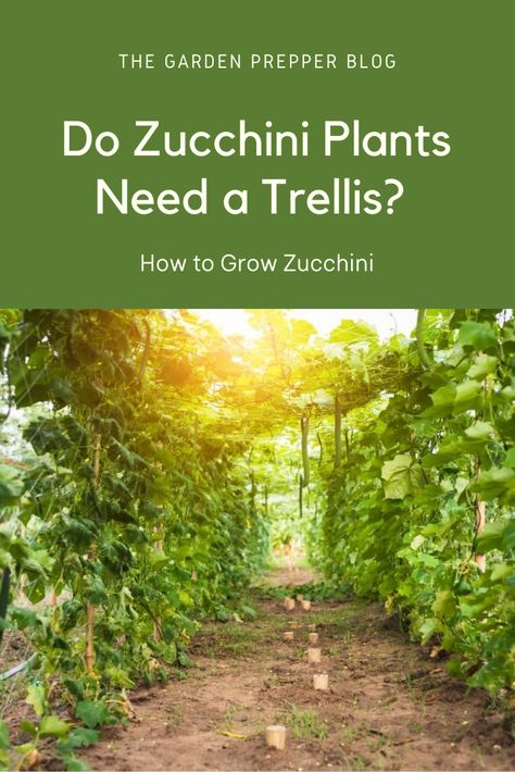 How To Grow Squash On A Trellis, Zucchini Trellis Ideas, Zucchini Trellis, How To Grow Zucchini, Starting Vegetable Seeds, Grow Zucchini, Growing Squash, Growing Zucchini, Zucchini Plants