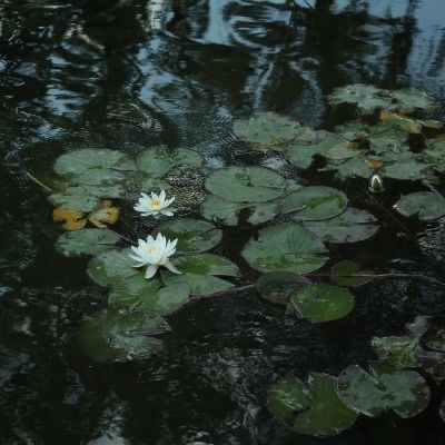 Water Lilies, Lily Pads, Floating, Lily, Water, Green, White